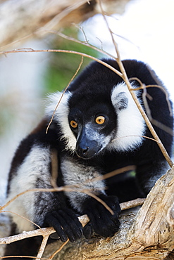 Male black-and-white ruffed lemur (Varecia variegata), Nosy Iranja, northern area, Madagascar, Africa