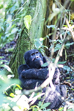 Gorilla, Rushegura Group, (Gorilla gorilla beringei), Bwindi Impenetrable Forest National Park, UNESCO World Heritage Site, Buhoma, Uganda, Africa