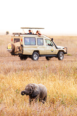 Tourists on game drive watching a baby African elephant (Loxodonta africana), Serengeti National Park, UNESCO World Heritage Site, Tanzania, East Africa, Africa