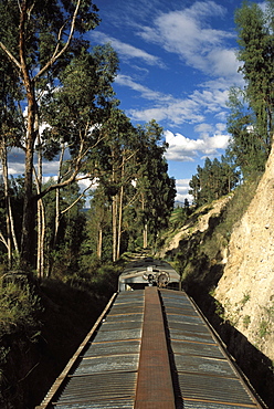 View of trees from the roof of the train from Alausi to Riobamba, Ecuador, South America