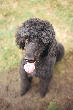 Standard poodle