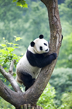 Giant Panda, Chengdu Panda breeding and reseach center, Chengdu, China