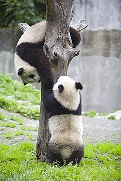 Giant Panda, Chengdu Panda breeding and reseach center, Chengdu, China