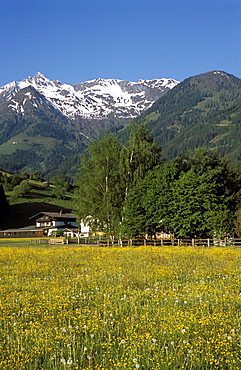 Landscape of snow capped peaks above flower covered valley, Unterpinzgau Valley, Salzburgland, Austrian Alps, Austria, Europe