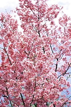 Spring blossom at Ueno-koen Park, Ueno, Tokyo, Japan, Asia