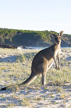 Eastern grey kangaroo (Macropus giganteus) on beach at sunrise, Ben Boyd National Park, New South Wales, Australia, Pacific