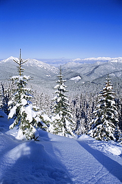 Snow covered pines in the Demanovska Valley, Low Tatra Mountains, Slovakia, Europe