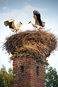 Storks on top of chimney in town of Lenzen, Brandenburg, Germany, Europe