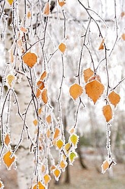 Frost-covered birch branches and leaves, town of Cakovice, Prague, Czech Republic, Europe