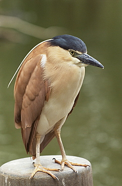 Parkville heron (Nycticorax caledonicus), Melbourne Zoo, Melbourne, Victoria, Australia, Pacific