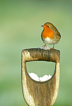 Robin (Erithacus rubecula), on gardener's fork handle in winter, Kent, England, United Kingdom, Europe