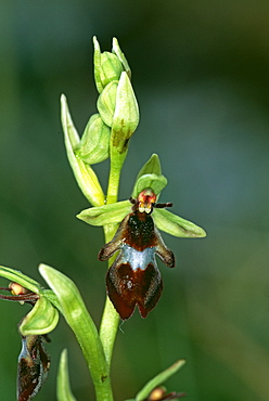 Fly orchid in flower in summer, The Burren, Ireland, Europe