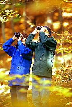 Birdwatching couple in woodland, autumn, United Kingdom, Europe