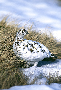 Female ptarmigan (Lagopus mutus), moulting from winter plumage in April, Cairngorm, Scotland, United Kingdom, Europe