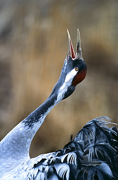 Common crane (Grus grus), calling at  dawn in spring, Hornsborga, Sweden, Scandinavia, Europe