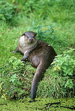 Otter (Lutra lutra), in summer, United Kingdom, Europe