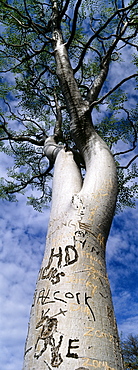 Vandalised moringa tree, Etosha, Namibia, Africa