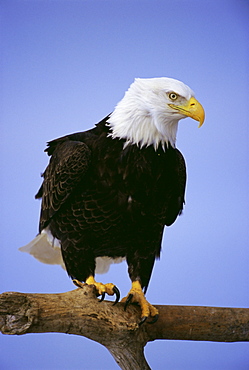 Bald eagle (Haliaetus leucocephalus) in February, Alaska, USA, North America