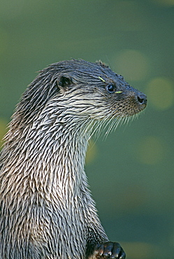 Otter (Lutra lutra), Shetland, Scotland, United Kingdom, Europe