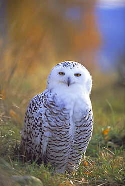 Snowy owl, Alaska, USA, North America
