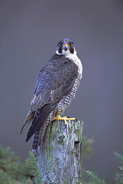 Peregrine falcon (Falco peregrinus), Scotland, UK, Europe