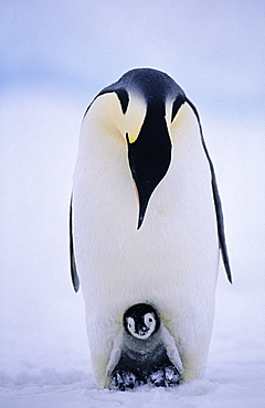 Emperor penguin (Aptenodytes forsteri), with chick being brooded, Weddell Sea, Antarctica, Polar Regions