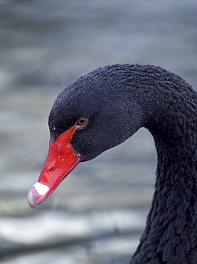 Black swan