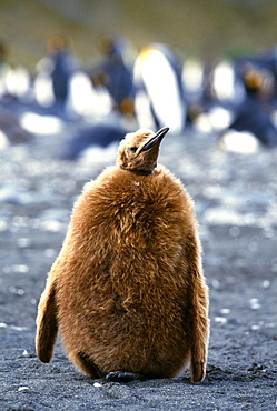 King penguin (Aptenodytes patagonicus), chick on beach, Gold Harbour, South Georgia, South America