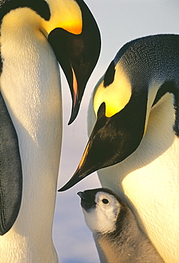Family of emperor penguins (Aptenodytes forsteri), Weddell Sea, Antarctica, Polar Regions