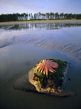 Beach, Queen Charlotte Islands, British Columbia (B.C.), Canada, North America