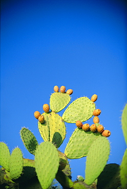 Prickly pear cactus, Sardinia, Italy, Mediterranean, Europe