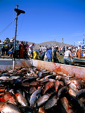 Tuna fish catch, Favignana Island, Egadi Islands, Sicily, Italy, Mediterranean, Europe