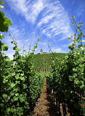 Vineyard on Mosel River, Rhineland-Pfalz, Germany, Europe