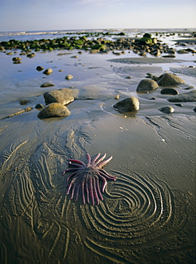 Beach, Queen Charlotte Islands, British Columbia (B.C.), Canada, North America