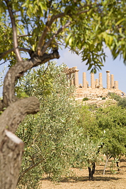 Olive and almond trees and the Temple of Juno, Valley of the Temples, Agrigento, UNESCO World Heritage Site, Sicily, Italy, Europe