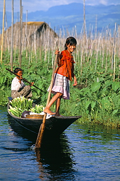 Onion floating fields, Inle Lake, Shan State, Myanmar (Burma), Asia