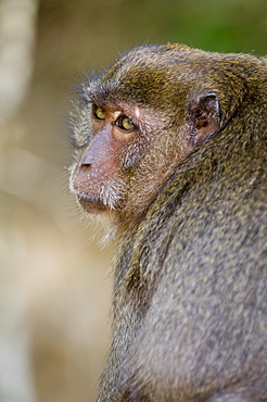 Monkey at Yong Kasem beach, known as Monkey Beach, Phi Phi Don Island, Thailand, Southeast Asia