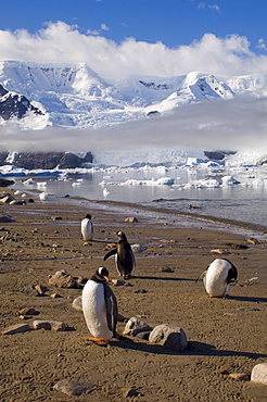 Gentoo penguins, Neko Harbor, Gerlache Strait, Antarctic Peninsula, Antarctica, Polar Regions