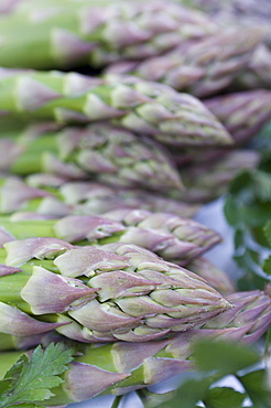 Marche aux Fleurs, Cours Saleya, Nice, Alpes Maritimes, Provence, Cote d'Azur, French Riviera, France, Europe