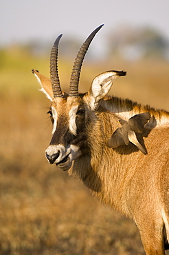 Roan antelope and oxpecker, Busanga Plains, Kafue National Park, Zambia, Africa