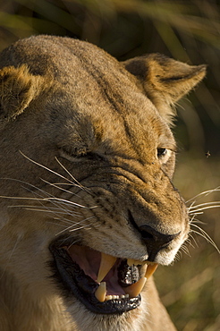 Lioness, Busanga Plains, Kafue National Park, Zambia, Africa