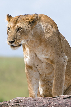 Lioness (Panthera leo), Masai Mara National Reserve, Kenya, East Africa, Africa