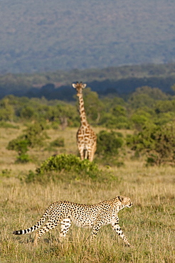 Cheetah (Acinonyx jubatus) and Masai giraffe (Giraffe camelopardalis), Masai Mara National Reserve, Kenya, East Africa, Africa