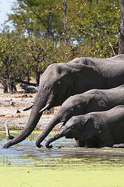 Elephant (Loxodonta africana), Savute Channel, Linyanti, Botswana, Africa