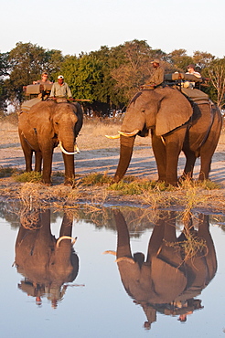 Elephant back safari, Abu Camp, Okavango Delta, Botswana, Africa