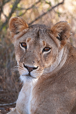 Lioness (Panthera leo), Loisaba Wilderness Conservancy, Laikipia, Kenya, East Africa, Africa