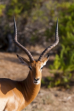 Impala (Aepyceros melampus), Tsavo East National Park, Kenya, East Africa, Africa