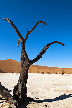 Dead trees, Deadvlei, Sossusvlei, Namib Naukluft Park, Namib Desert, Namibia, Africa