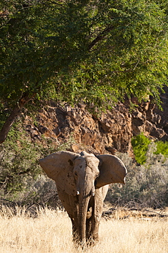 Desert elephant (Loxodonta africana), Skeleton Coast National Park, Namibia, Africa