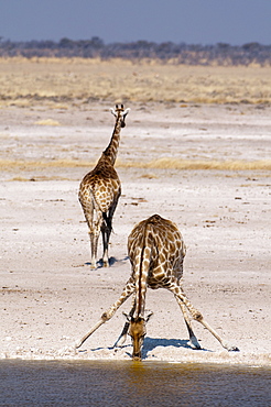 Giraffe (Giraffa camelopardalis), Etosha National Park, Namibia, Africa